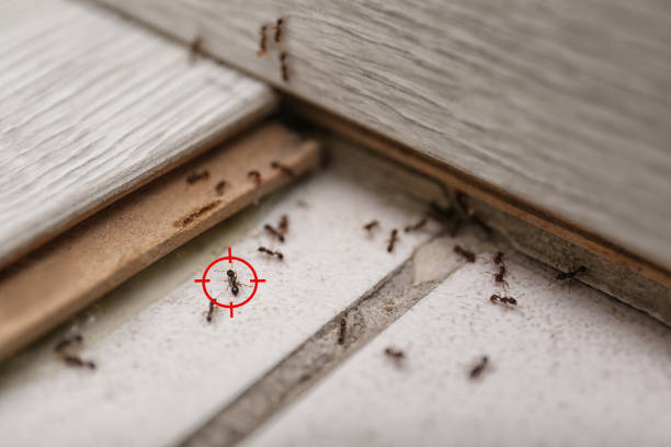 Best Affordable Exterminators  in Folkston, GA