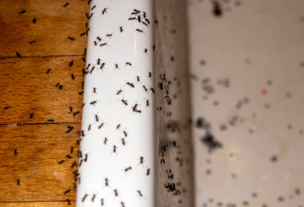 Best Pest Control Near Me in Folkston, GA