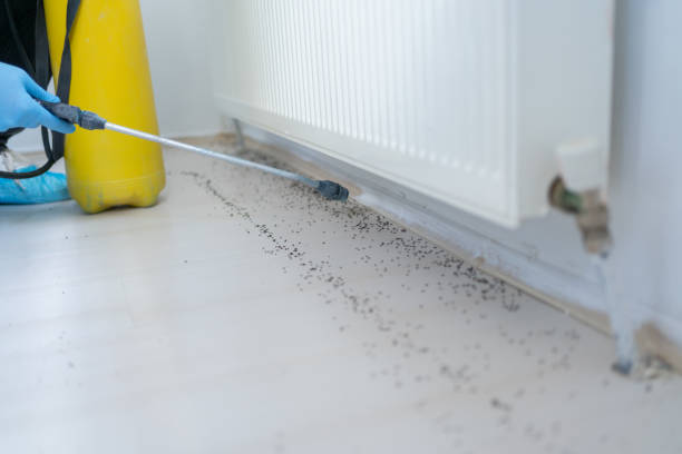 Flea Control Services in Folkston, GA