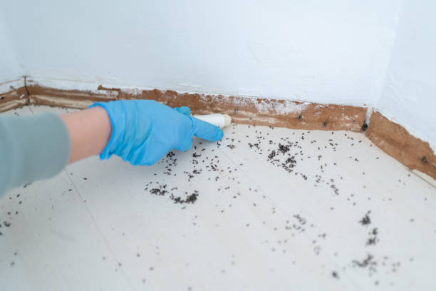 Best Affordable Pest Control Services  in Folkston, GA